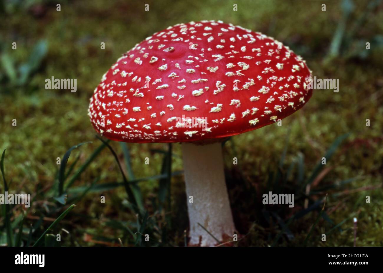 ROT UND WEIß GEFLECKTE AMANITA MUSCARIA, ALLGEMEIN BEKANNT ALS FLIEGENAGARIC ODER FLIEGENAMANITE.. Stockfoto