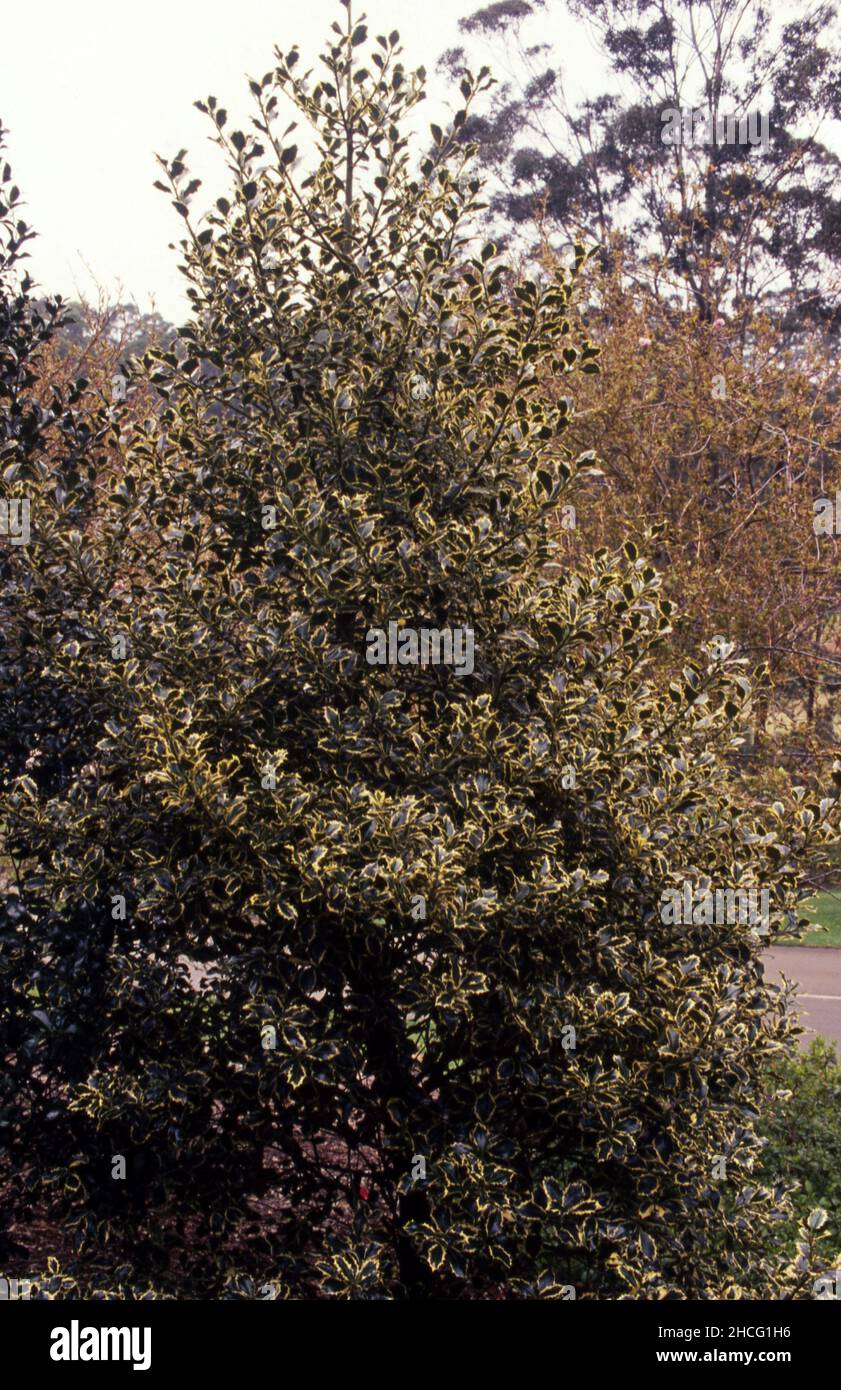 ILEX AQUIFOLIUM ALLGEMEIN BEKANNT ALS GEWÖHNLICHES HOLLY, ENGLISCHES ODER EUROPÄISCHES HOLLY UND GELEGENTLICH WEIHNACHTSHOLLY. Stockfoto