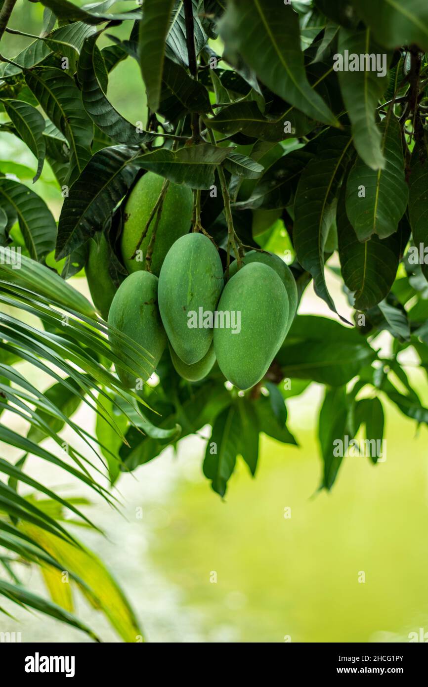 Die grünen rohen sauren und süßen Mangos gehören zu den gesündesten Früchten, die man zu Beginn des Sommers ausprobieren kann Stockfoto