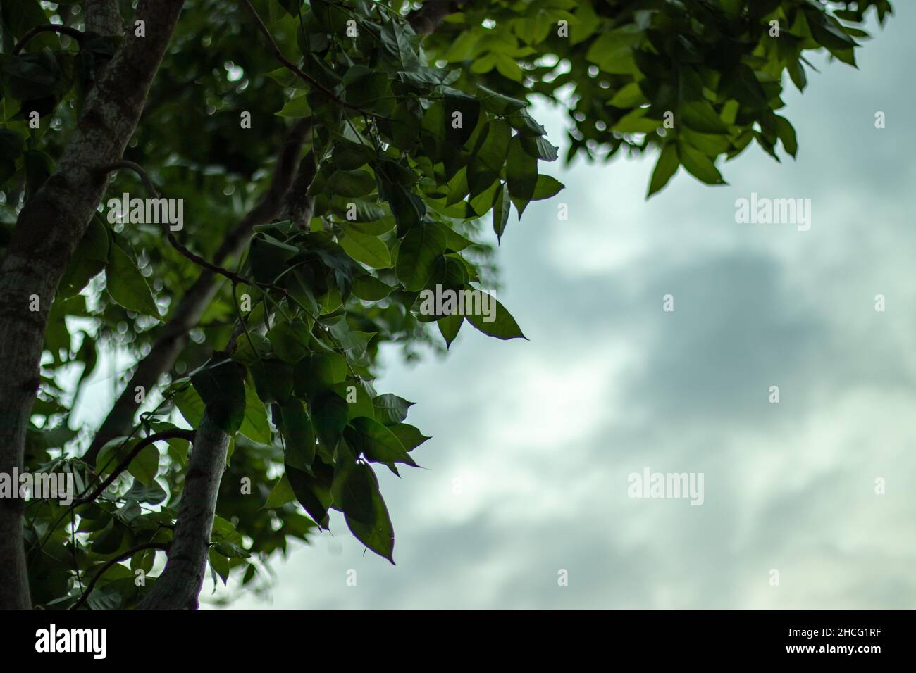 Der Himmel mit grünen Stielen und schwarzen Wolken hinter den Blättern ist ein schöner Moment Stockfoto