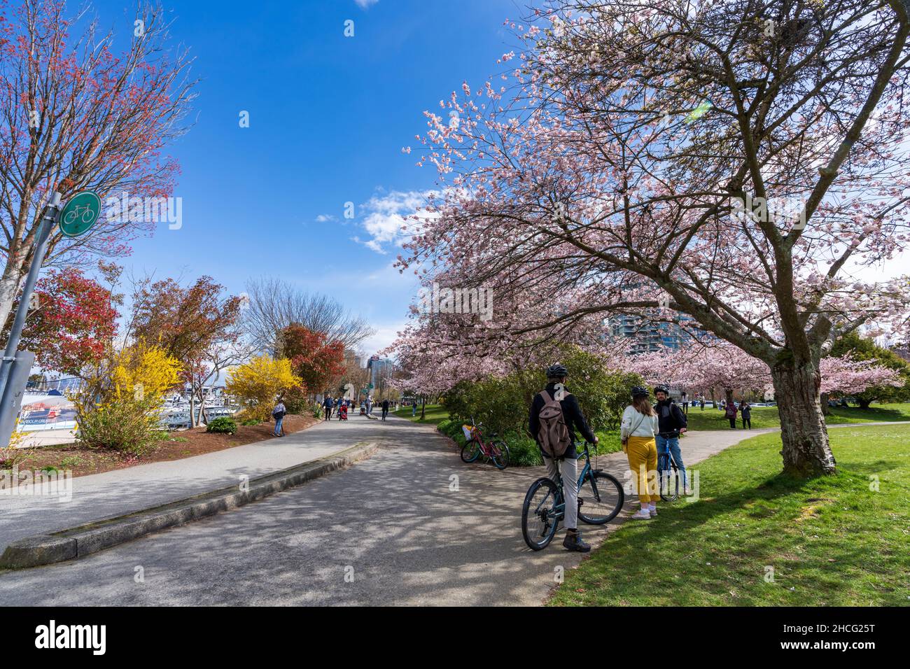 Vancouver City, BC, Kanada - 4 2021. April : Devonian Harbour Park im Frühling. Die Menschen genießen Kirschblüten in voller Blüte. Stockfoto