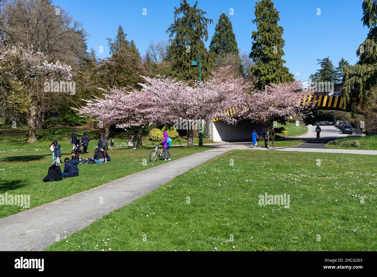 Vancouver City, BC, Kanada - April 4 2021 : die Kirschen des Stanley Parks blühen in voller Blüte. Menschenmassen blühen im Frühling. Stockfoto