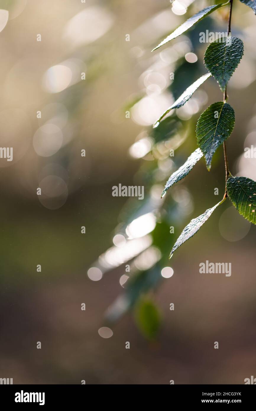 Die grünen Blätter des Baumes nach dem Regen auf einem verschwommenen Hintergrund. Vorderansicht. Stockfoto