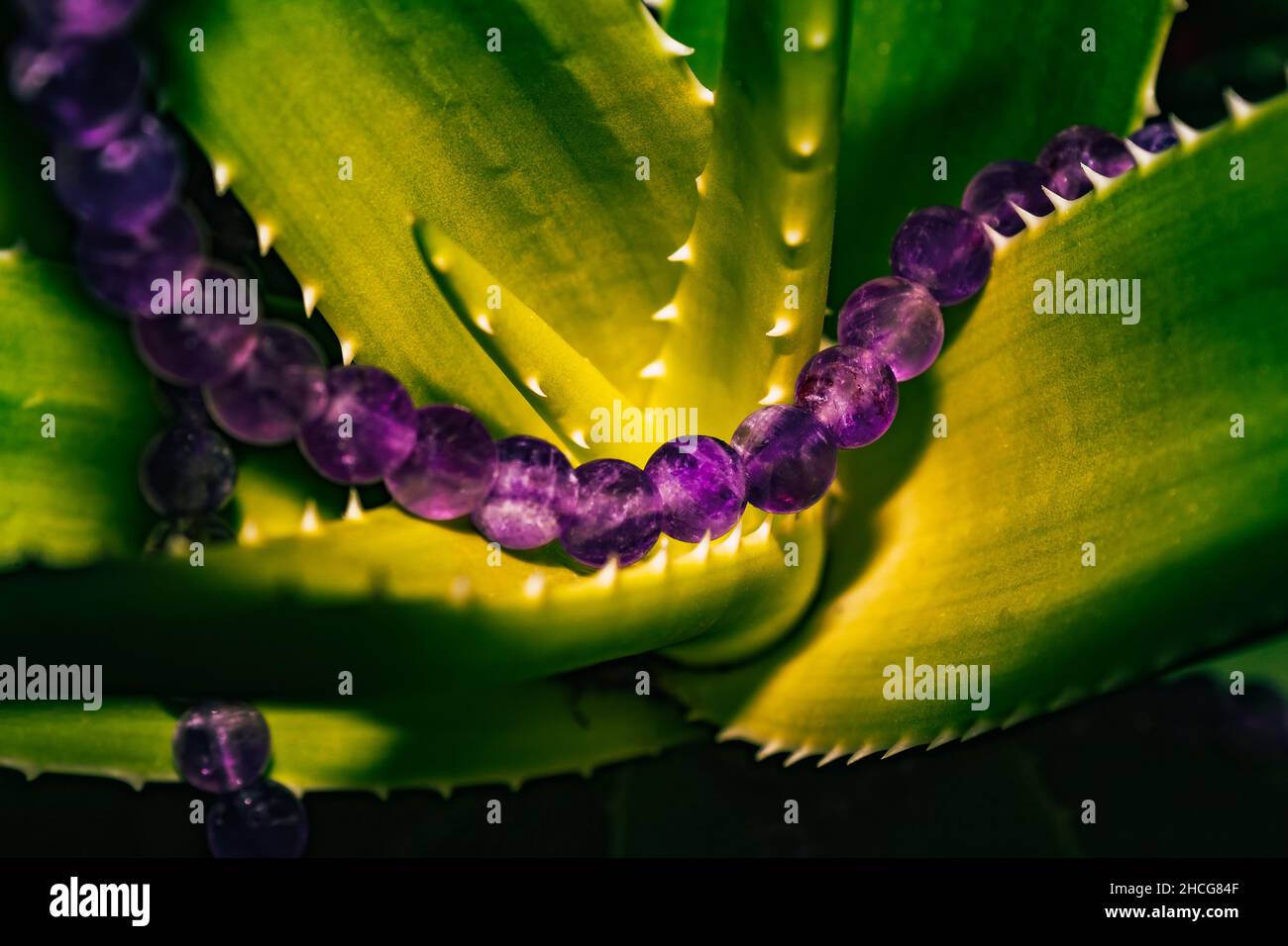 Nahaufnahme von violetten Kugelkugeln auf Agavenblättern Stockfoto