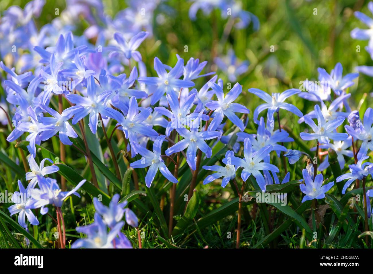 Scilla siberica, sibirischer Tintenschill. Blaue, glockenförmige Blüten im späten Winter/frühen Frühjahr Stockfoto