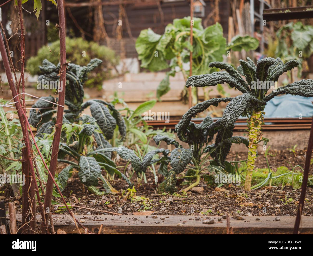 In einem Gemeinschaftsgarten werden natürlich biologisch angebautes Gemüse und Pflanzen angebaut. Stockfoto