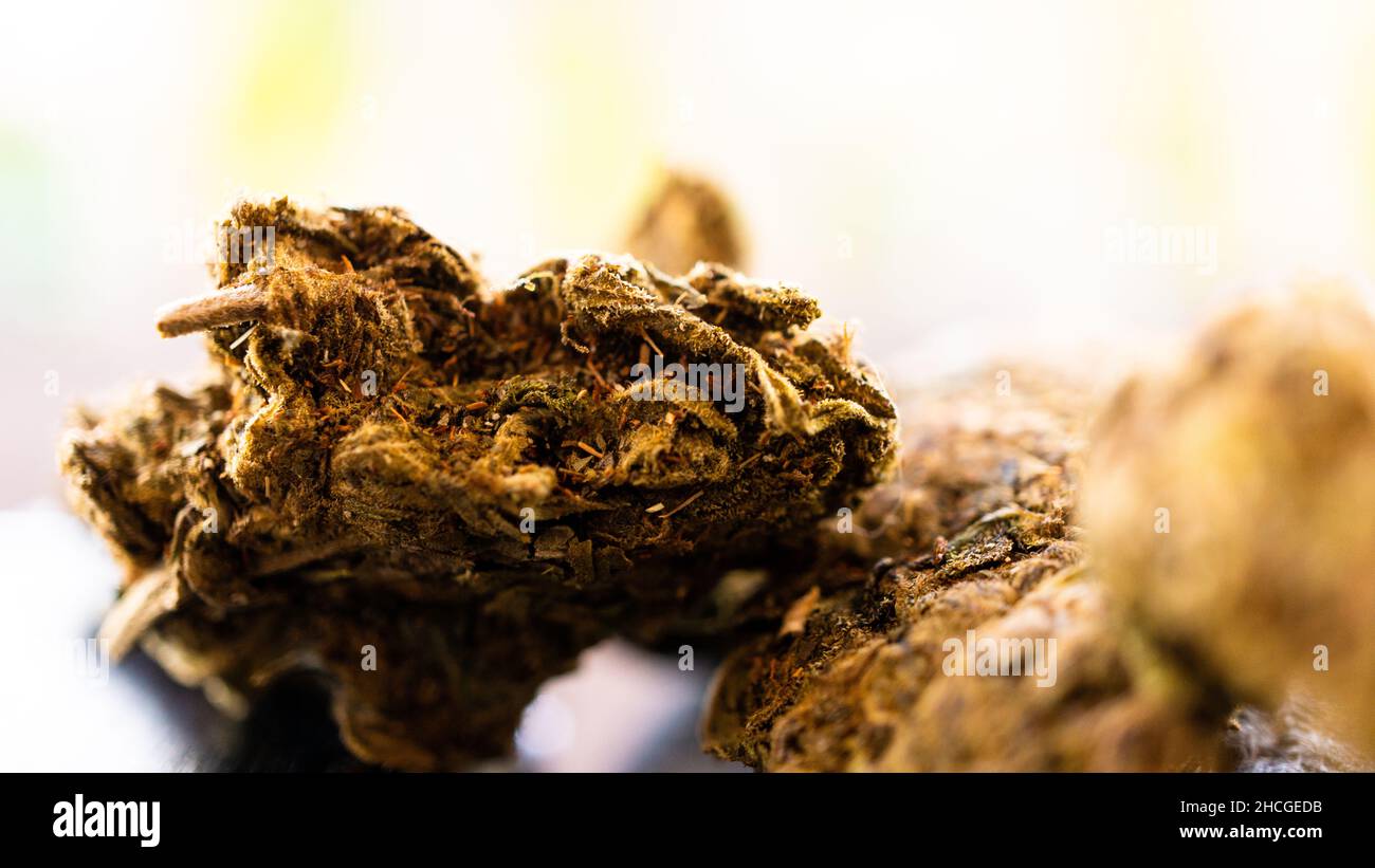 Nahaufnahme eines getrockneten Cannabisblätters Stockfoto