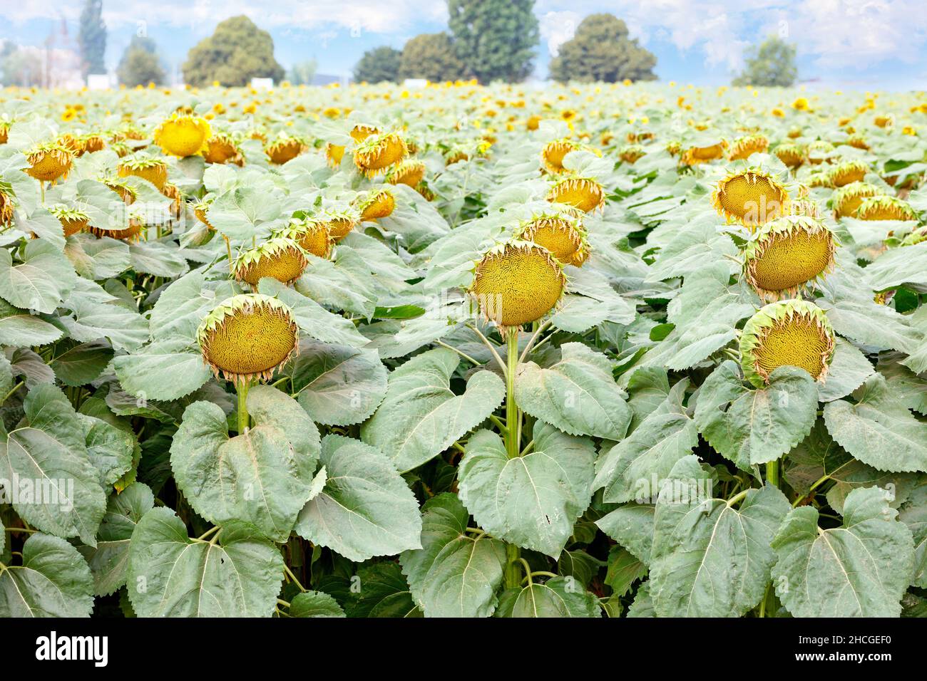 Eine Nahaufnahme einer reifenden Sonnenblume mit dicken, breiten Blättern im Vordergrund auf einem landwirtschaftlichen Feld an einem Sommertag. Stockfoto