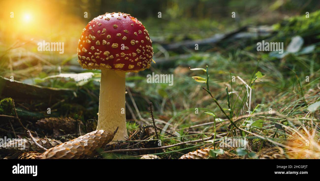 Fliegen Sie agarisch im tiefen Wald, mit Copyspace für Ihren individuellen Text. Stockfoto