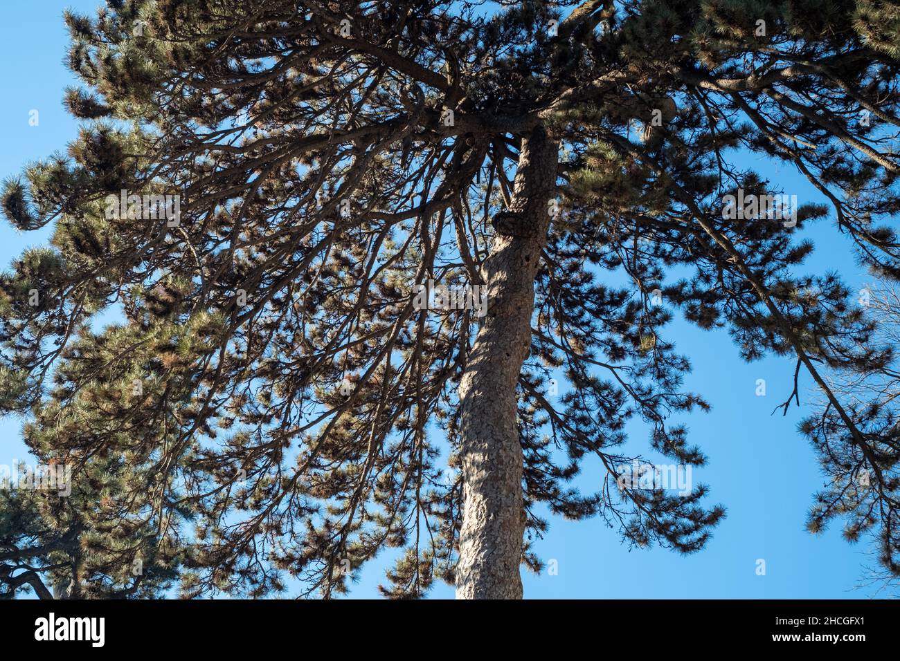 Alte Kiefer im Tanzhe Tempel in den westlichen Hügeln, einer bergigen Gegend im westlichen Peking, China. 29-Dez-2021 Stockfoto