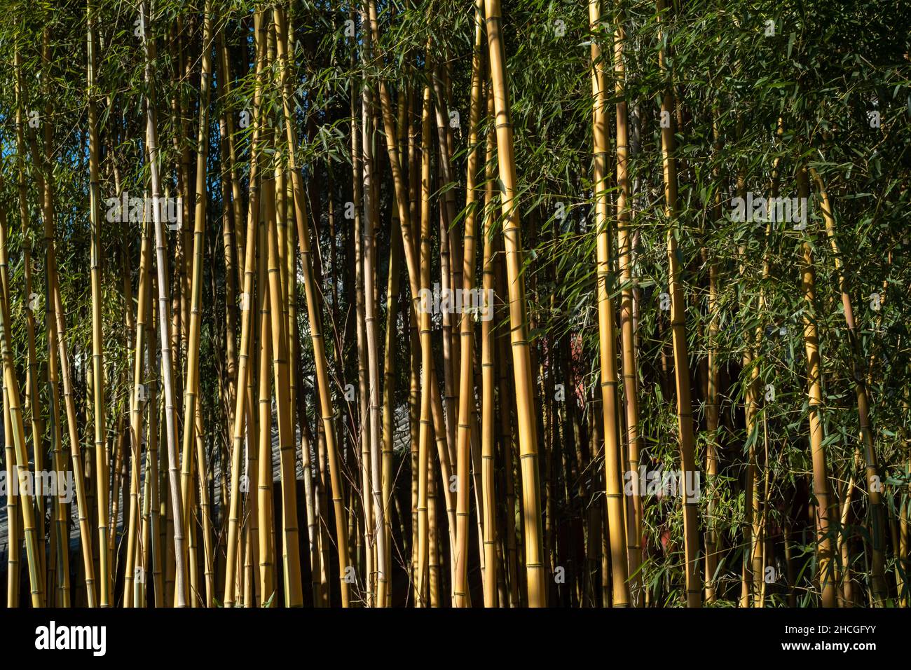 Alter Bambus im Tanzhe Tempel in den westlichen Hügeln, einer bergigen Gegend im westlichen Peking, China. 29-Dez-2021 Stockfoto