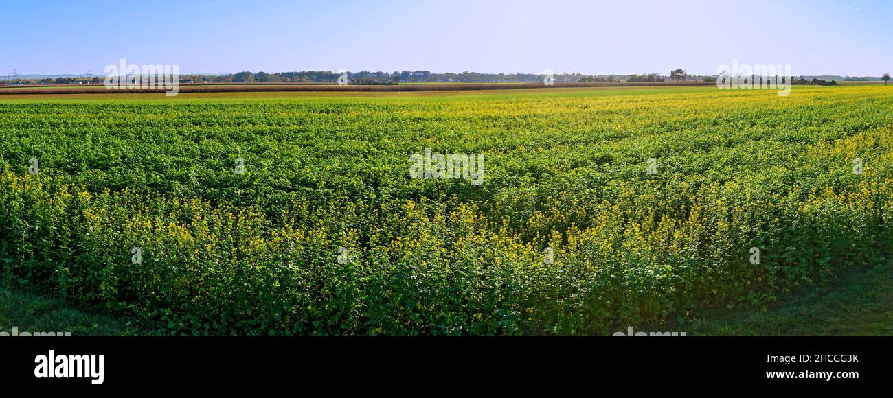 Blick über ein Feld mit blühenden grünen Dünger bis zum Horizont Stockfoto