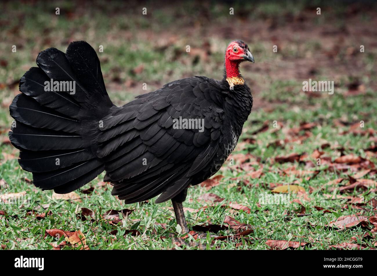 Australischer Buschturkey oder Schrubber in Küstenwäldern. Stockfoto