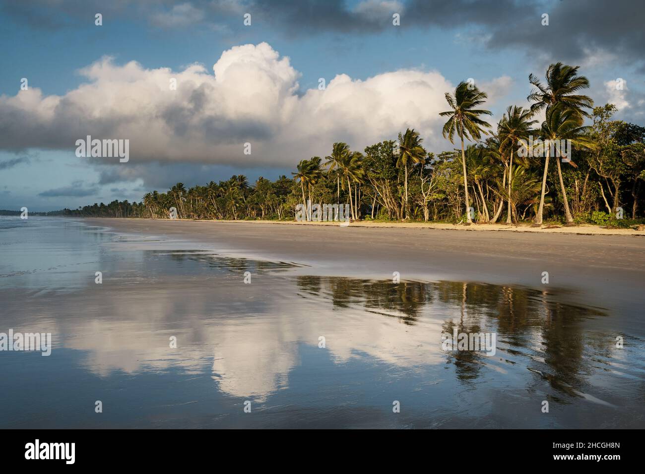 Palmenlandschaft am wunderschönen Mission Beach. Stockfoto