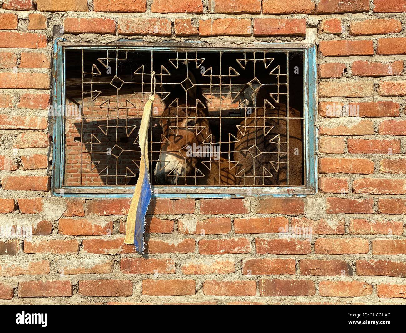 Ein Esel, der aus einem versperrten Fenster in einer Backsteinmauer blickt. Ein Tier in Gefangenschaft. Ein arbeitend Tier auf einer Farm für Lastschleppen. Stockfoto