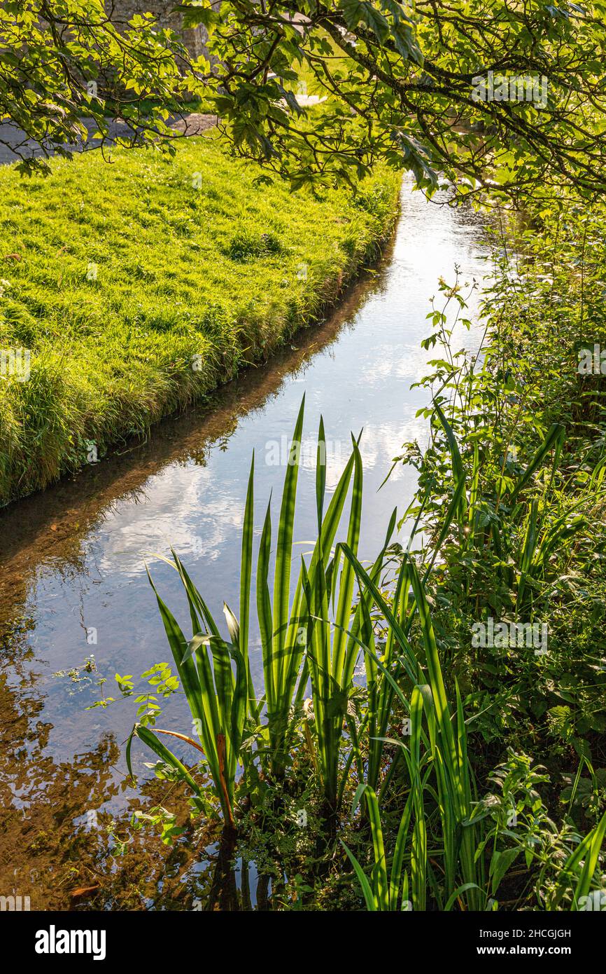 Abendlicht fällt auf den Bach vor der Arlington Row im Cotswold-Dorf Bibury, Gloucestershire, Großbritannien Stockfoto