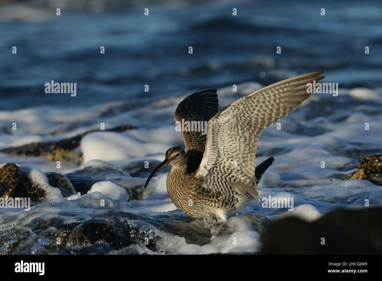 Whimbril an einem felsigen Ufer, wo sie die Jagd auf Krebstiere zwischen den Felsen füttern. Vor der Migration in ihre Tundra-Brutgebiete. Stockfoto