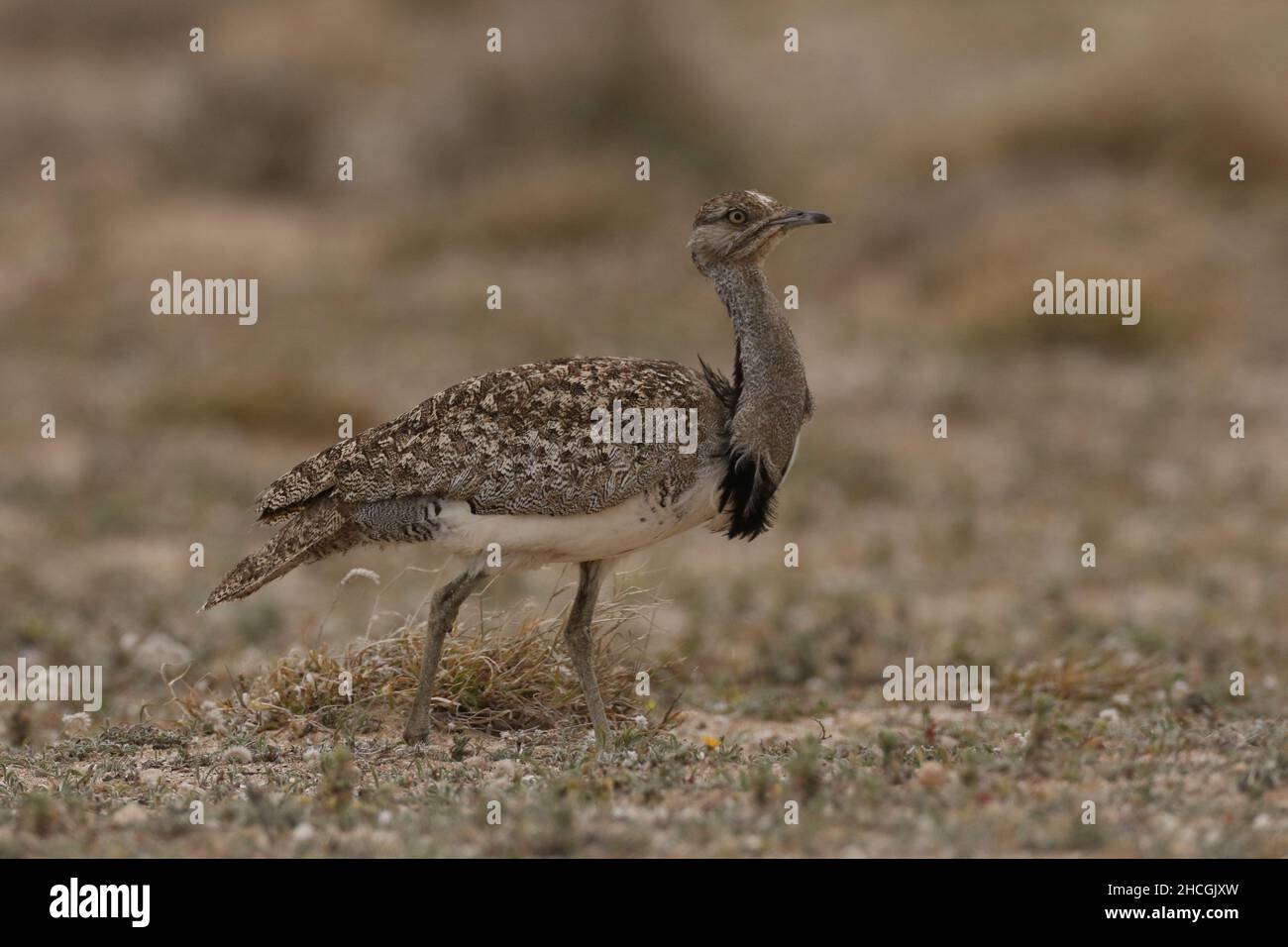 Houbara bustard am Ende der Brutsaison auf Lanzarote in einem typischen halbtrocken Lebensraum, wo sie geschützt sind und brüten. Stockfoto