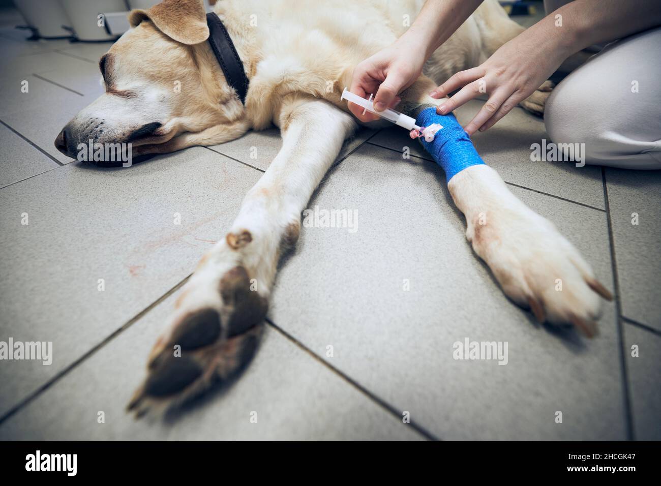 Tierarzt während der Hundebehandlung. Alter labrador Retriever im Tierkrankenhaus. Stockfoto