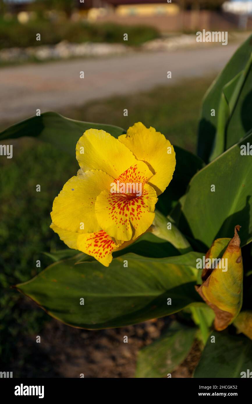 Gelbe Kana blüht in einem Garten Stockfoto