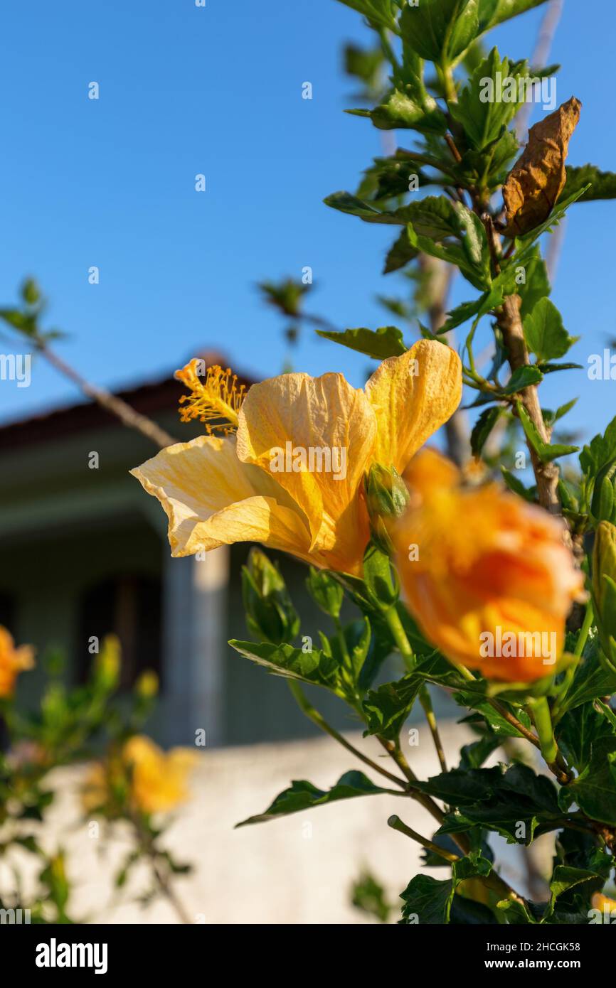 Gelbe Hibiskusblüten an einem sonnigen Tag Stockfoto