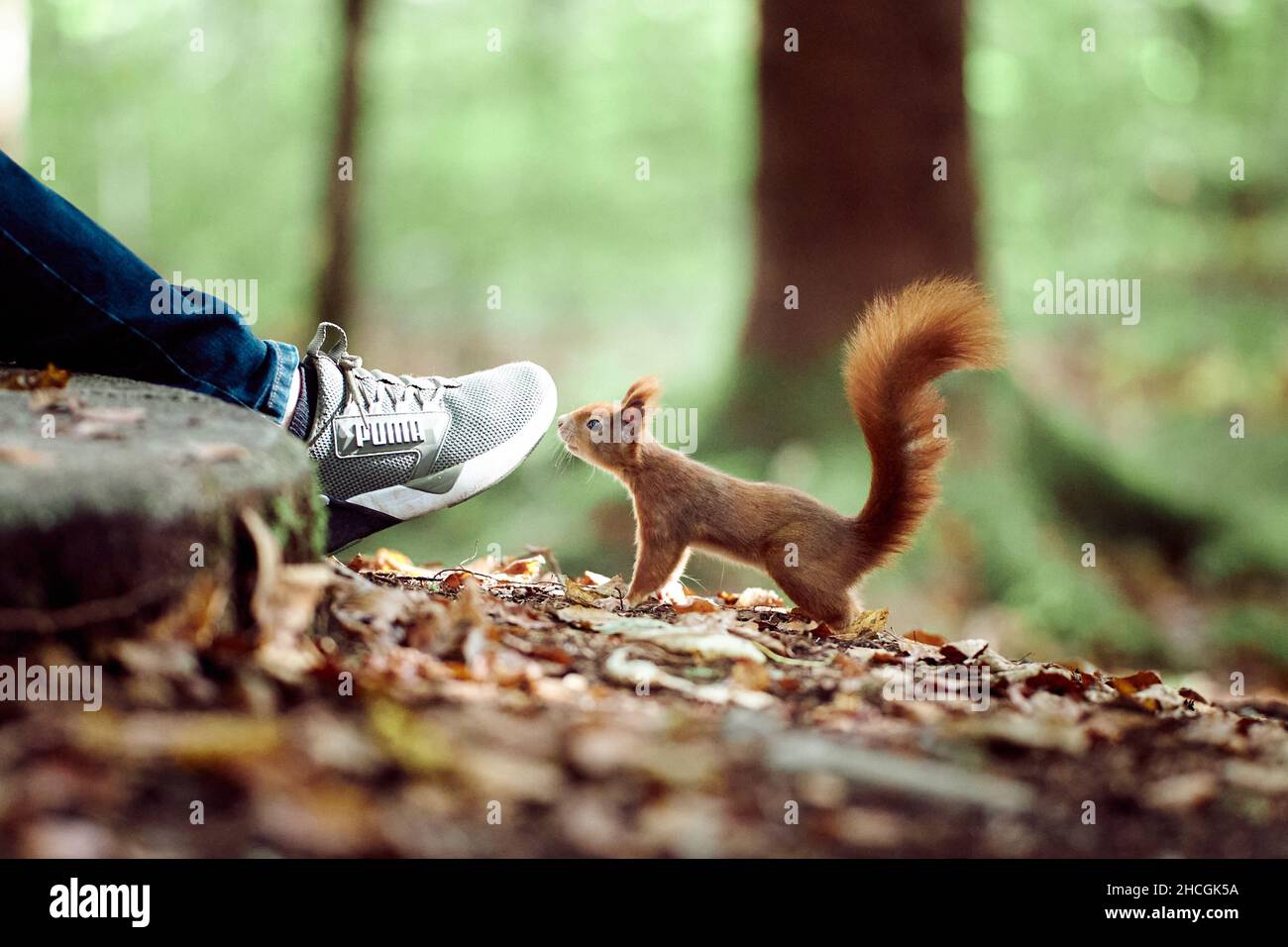 Kleine süße Eichhörnchen schnuppern die Sneakers einer Person im Eichhörnchen Wald während des Tages Stockfoto