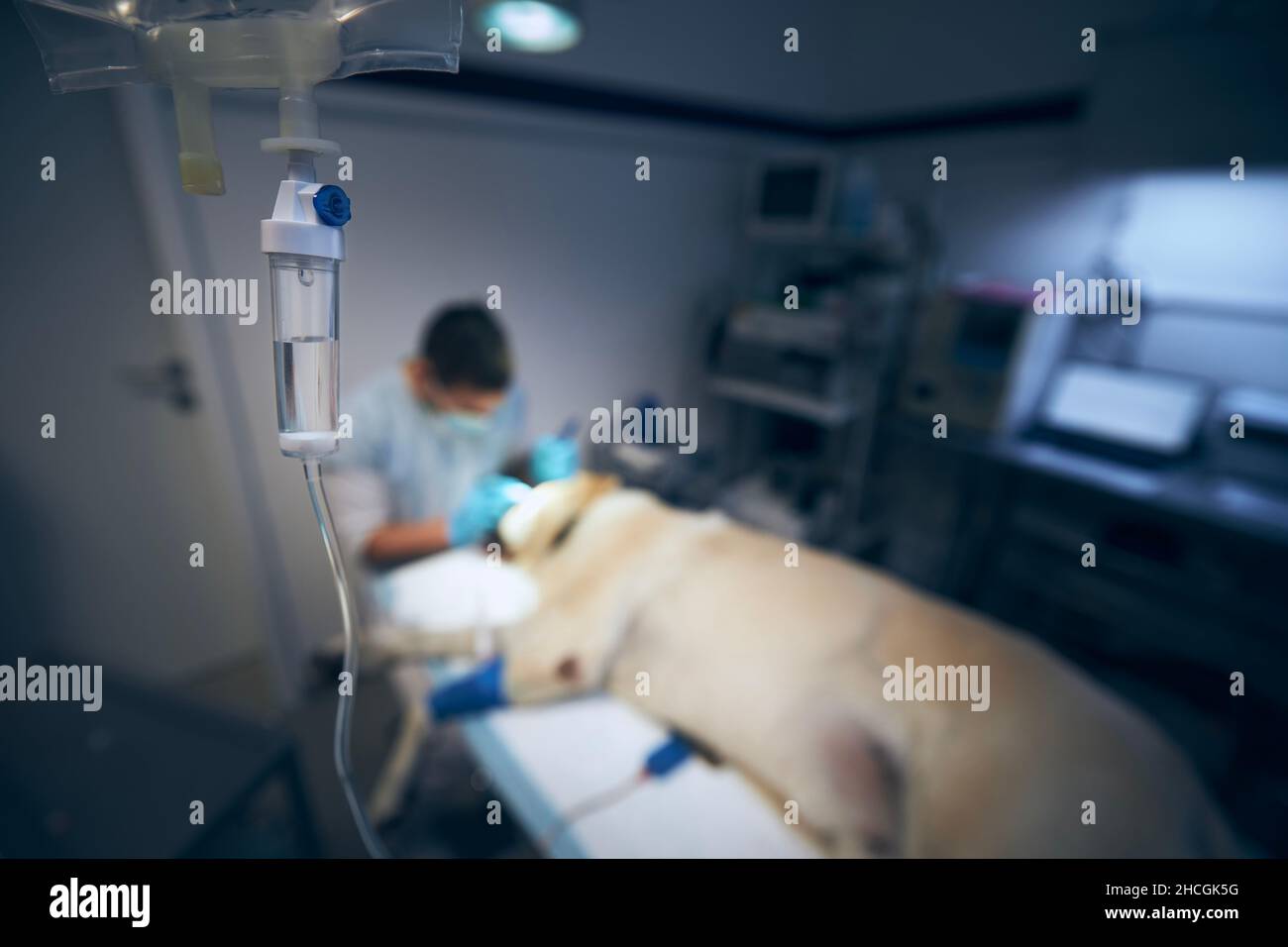 Tierarzt während der Hundeoperation. Alter labrador Retriever im Tierkrankenhaus. Selektiver Fokus auf Infusion mit Medikamenten. Stockfoto