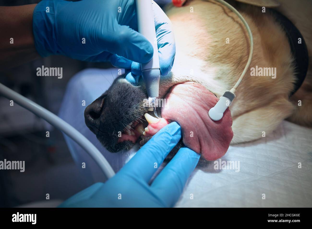 Tierarzt bei der Untersuchung und Reinigung der Hundezähne. Alter labrador Retriever im Tierkrankenhaus. Stockfoto