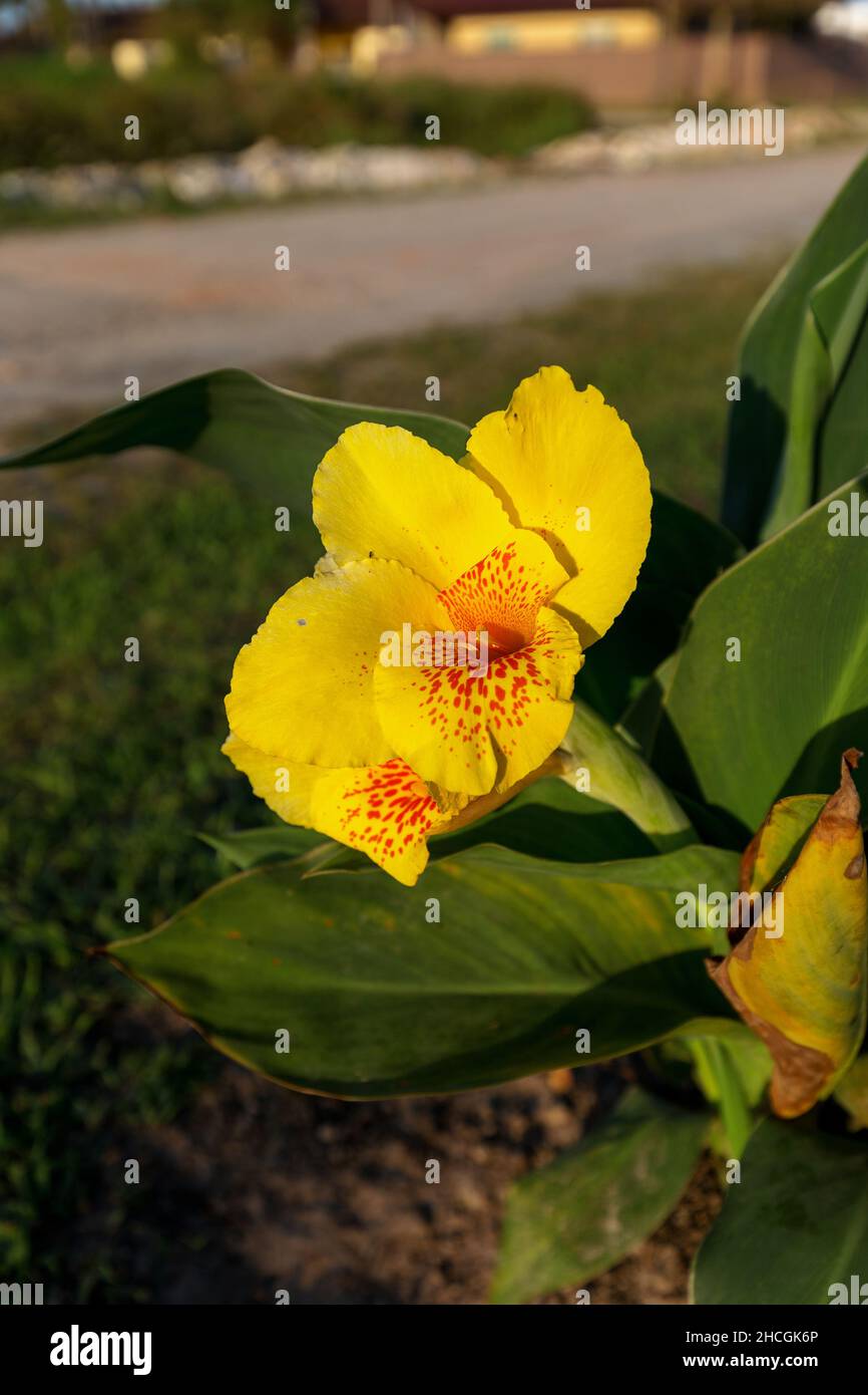 Gelbe Kana blüht in einem Garten Stockfoto