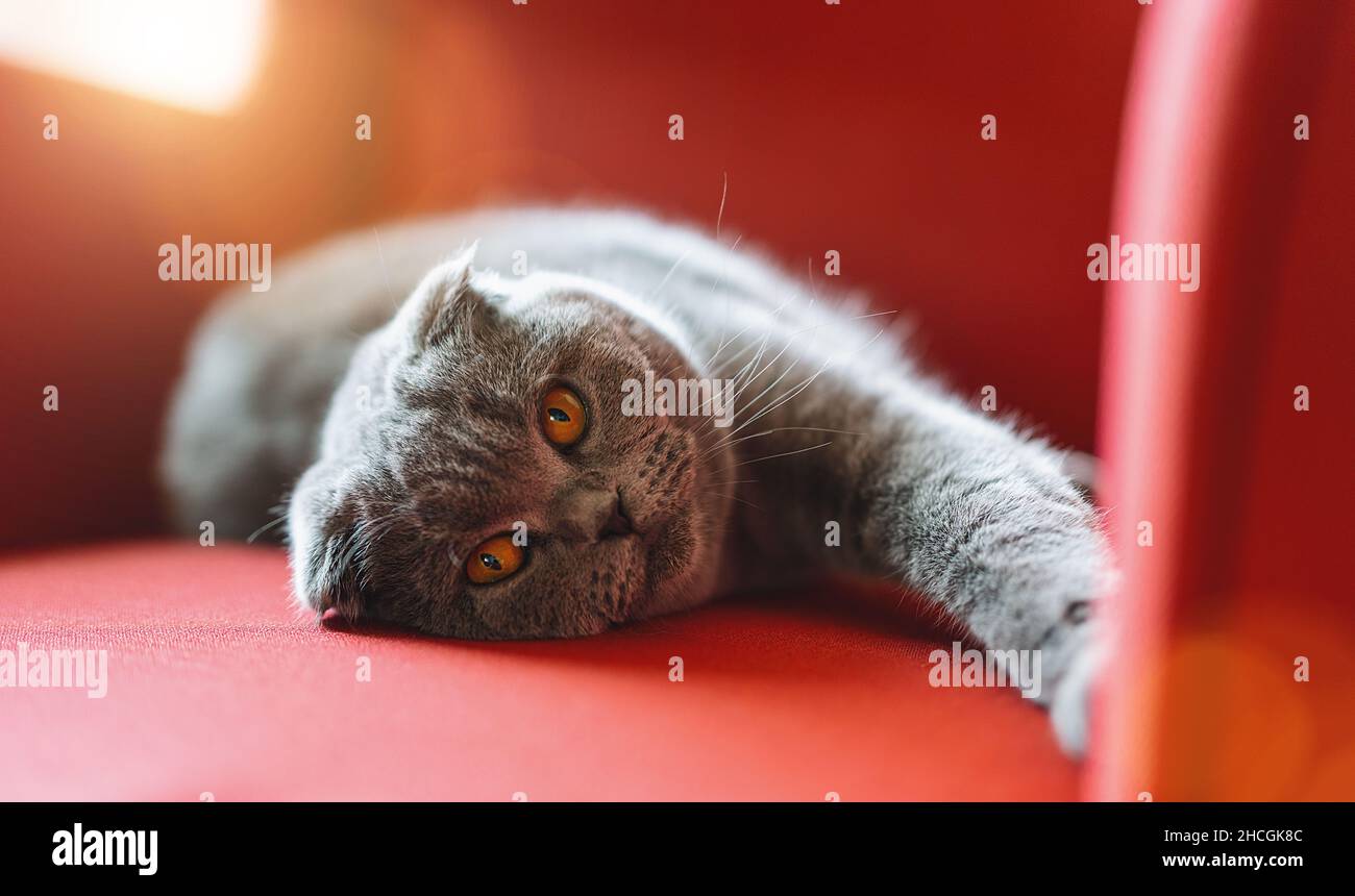 Katze chillen auf einem roten Sessel. Grau flauschig niedlich schottische falten Kätzchen zu Hause Konzept Bild Stockfoto