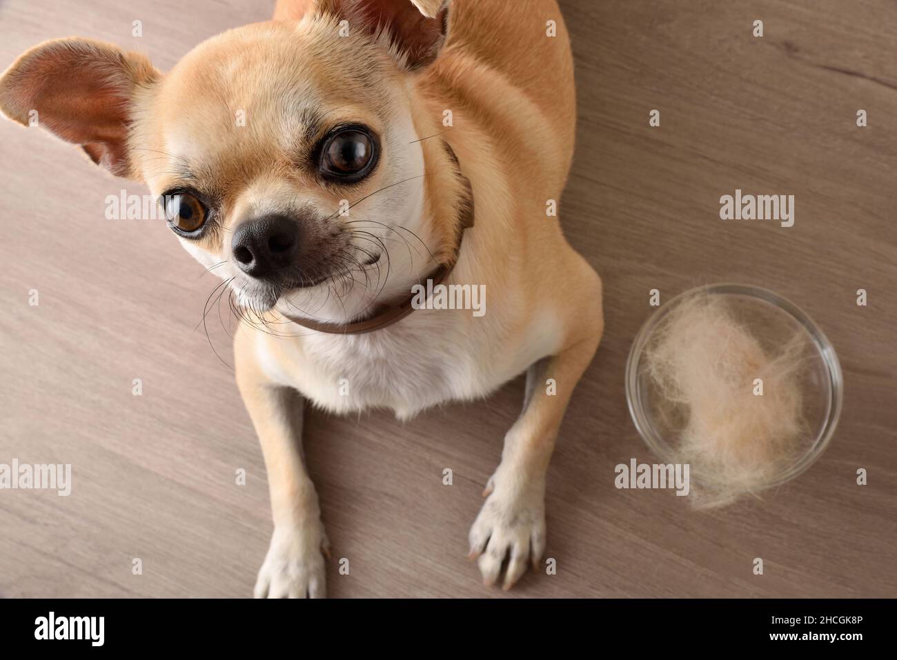 Haarloser Hund mit chihuahua-Aussehen und Glasschale voller Haare auf Holzboden. Draufsicht. Horizontale Ansicht. Stockfoto