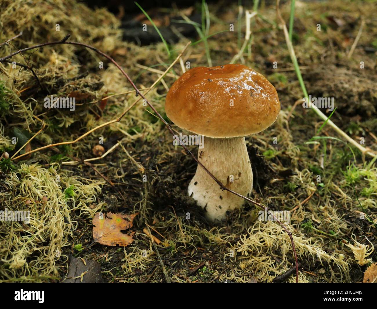 Steinpilz mit einer glänzenden Kappe, nass vom Morgentau, Nahaufnahme Stockfoto