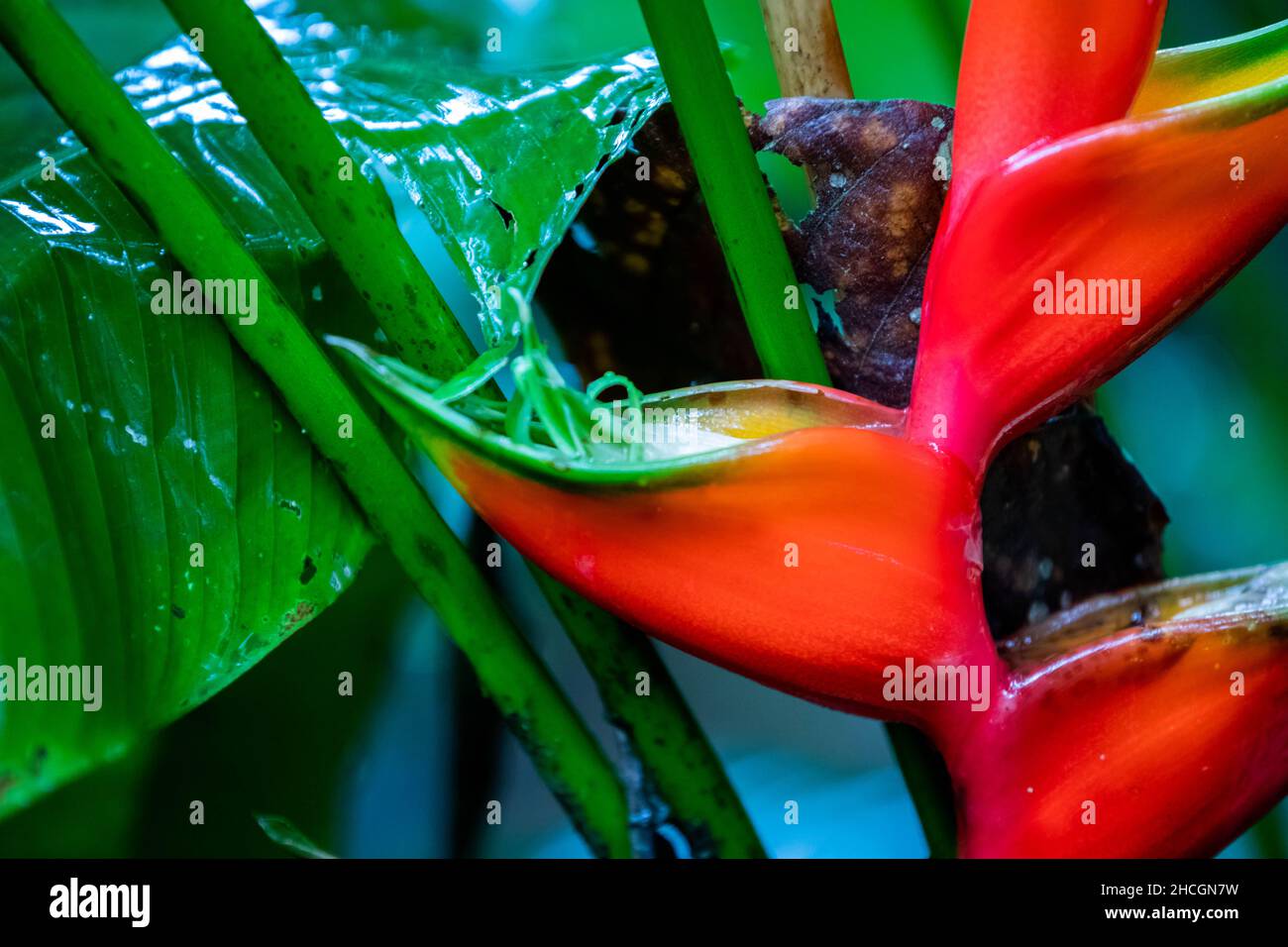 Ostern Heliocona (Heliconia Wagneriana) auffällige, tropische Blumen mit schönen, leuchtend bunten, blühenden Brakten Stockfoto