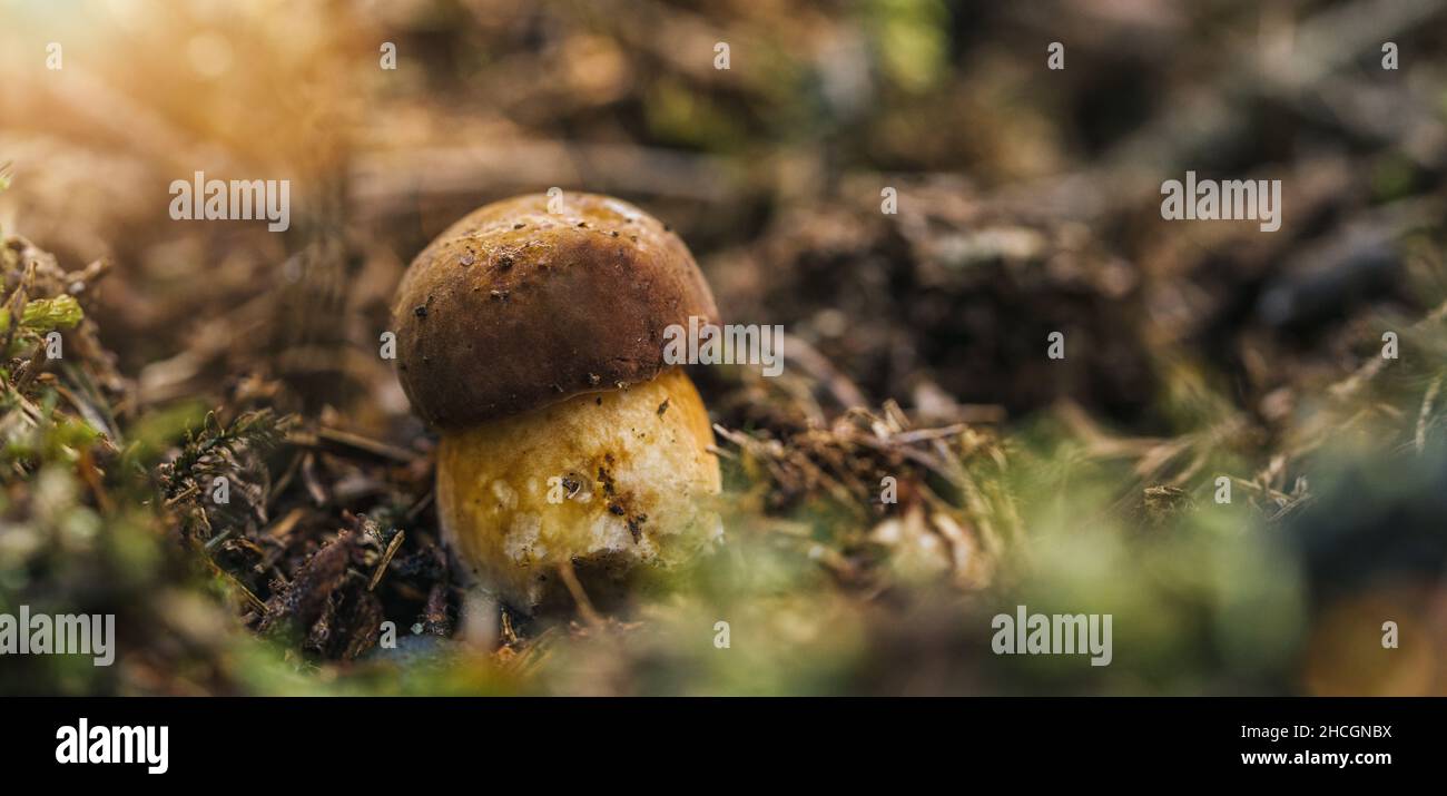 Kleine rohe Wildpilze boletus in Moos. Abbildung des Konzepts für die Pilzjagd Stockfoto