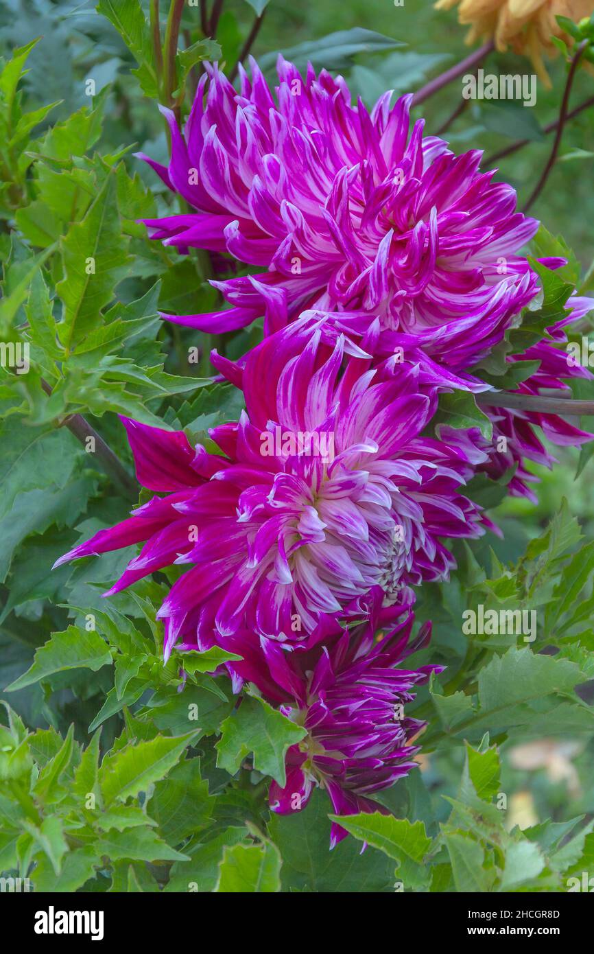 Helle große Dahlia-Blume, gepflegter Garten während der Blüte Stockfoto