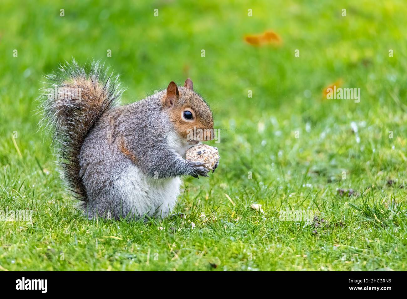 Graues Eichhörnchen, das in meinem Garten einen fetten Ball frisst Stockfoto