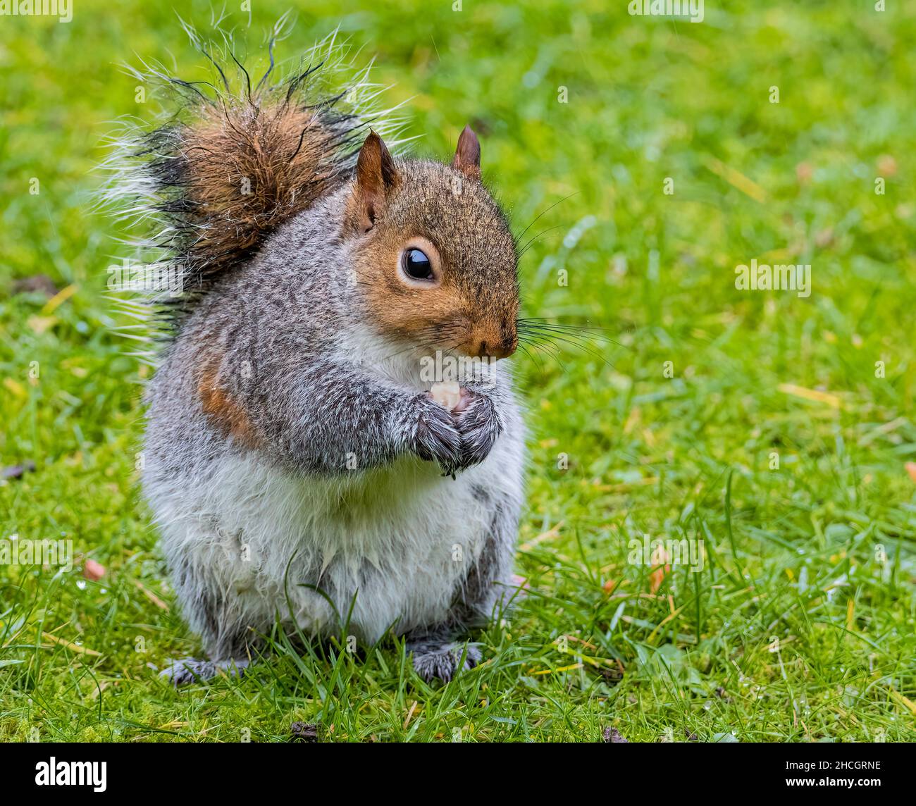 Graues Eichhörnchen, das in meinem Garten einen fetten Ball frisst Stockfoto
