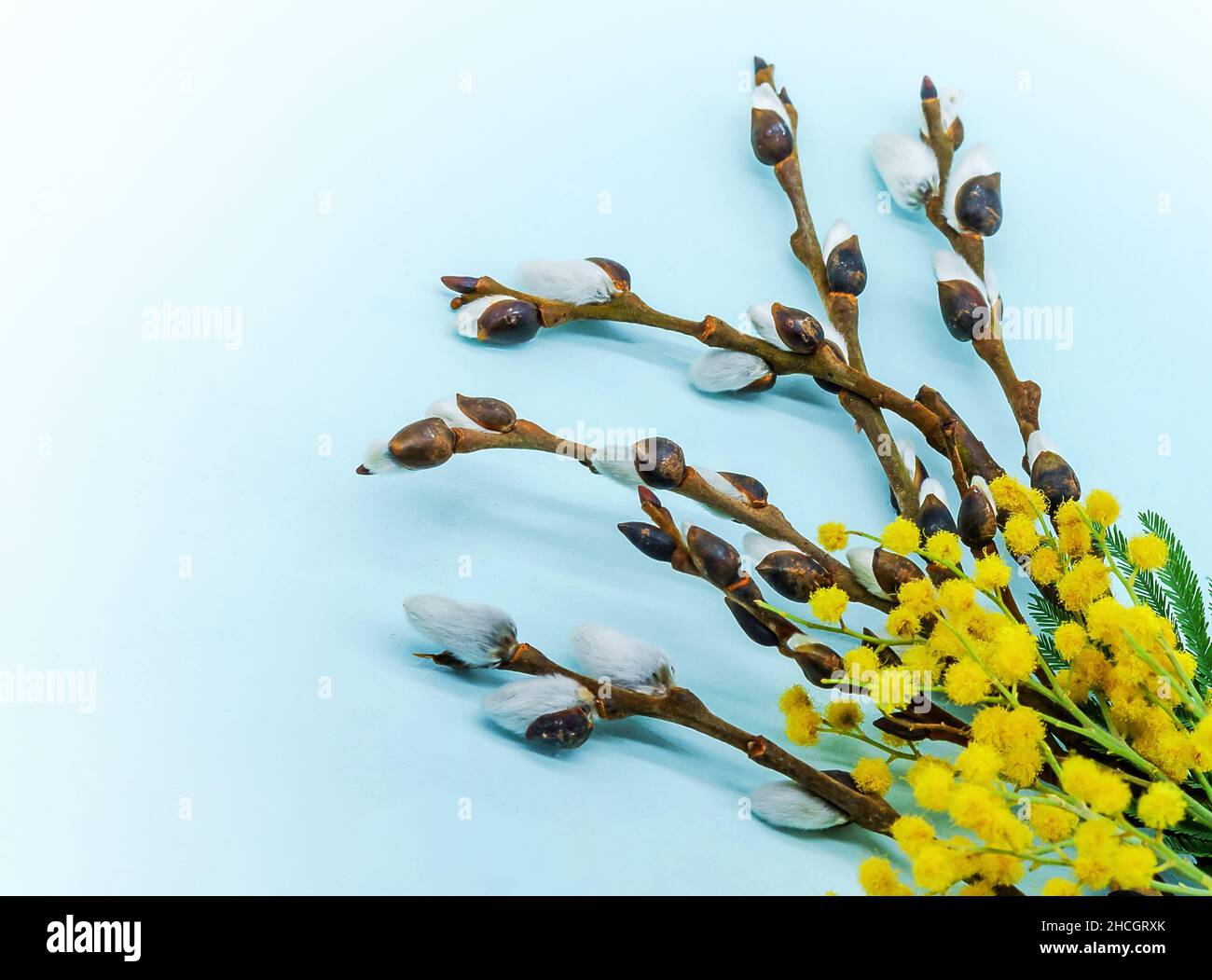 Weide und Mimose auf blauem Hintergrund. Gelbe Blüten von Mimosen. Weidenzweige mit flauschigen Knospen. Stockfoto