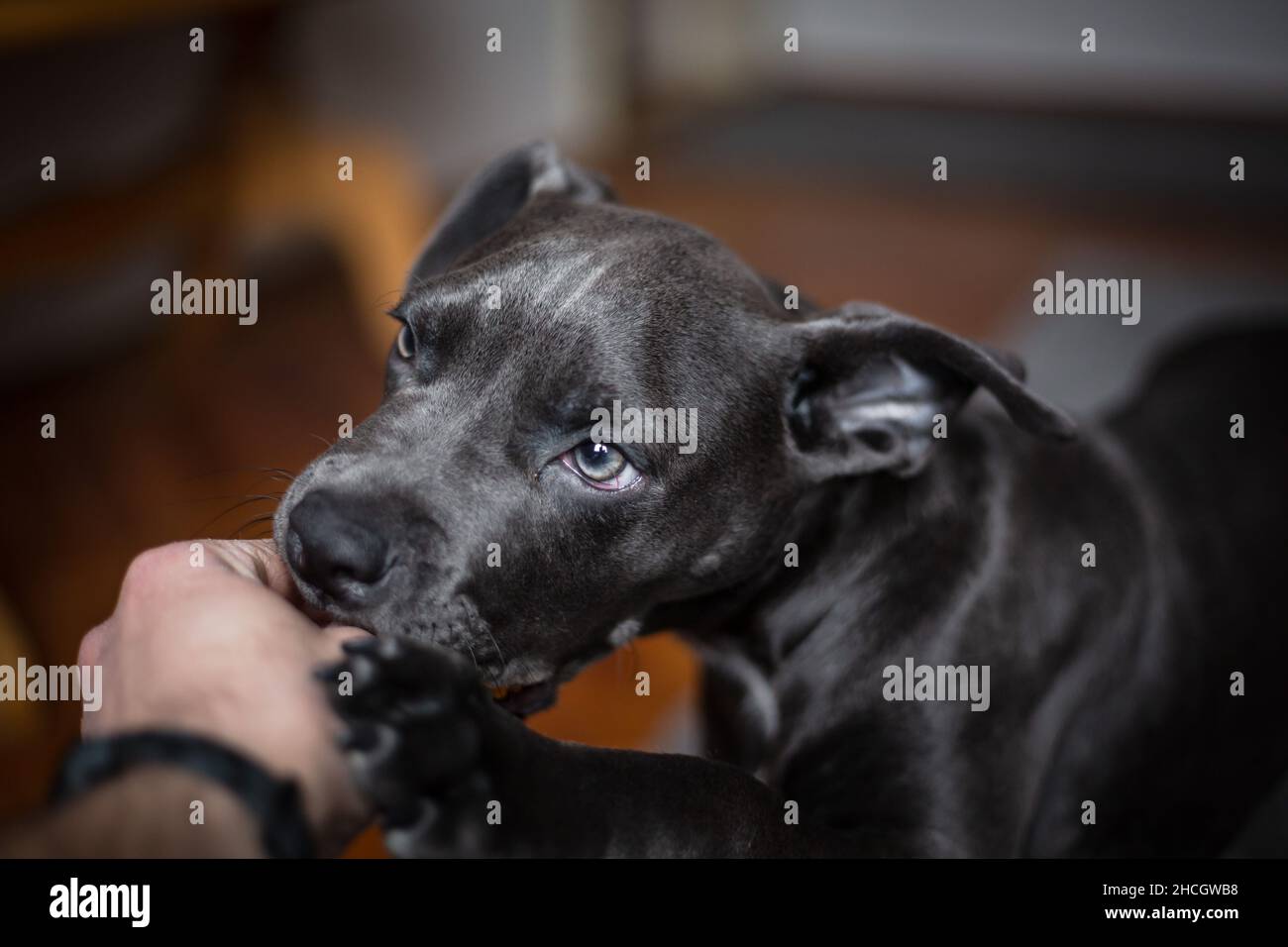 Bluenose Pitbull beißt auf die Hand seines Besitzers Stockfoto