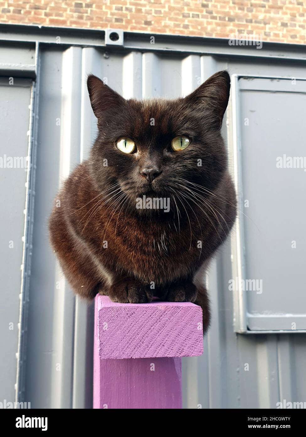 Schwarze Katze auf einem Zaun auf der Straße in London Stockfoto