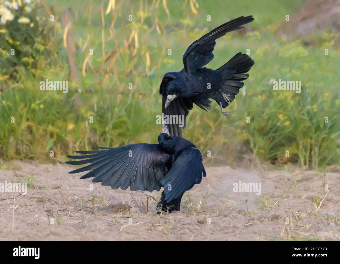 Rook (corvus frugilegus) greift im schnellen Flug mit ausgebreiteten Schwänzen und Flügeln einen weiteren Rook an Stockfoto