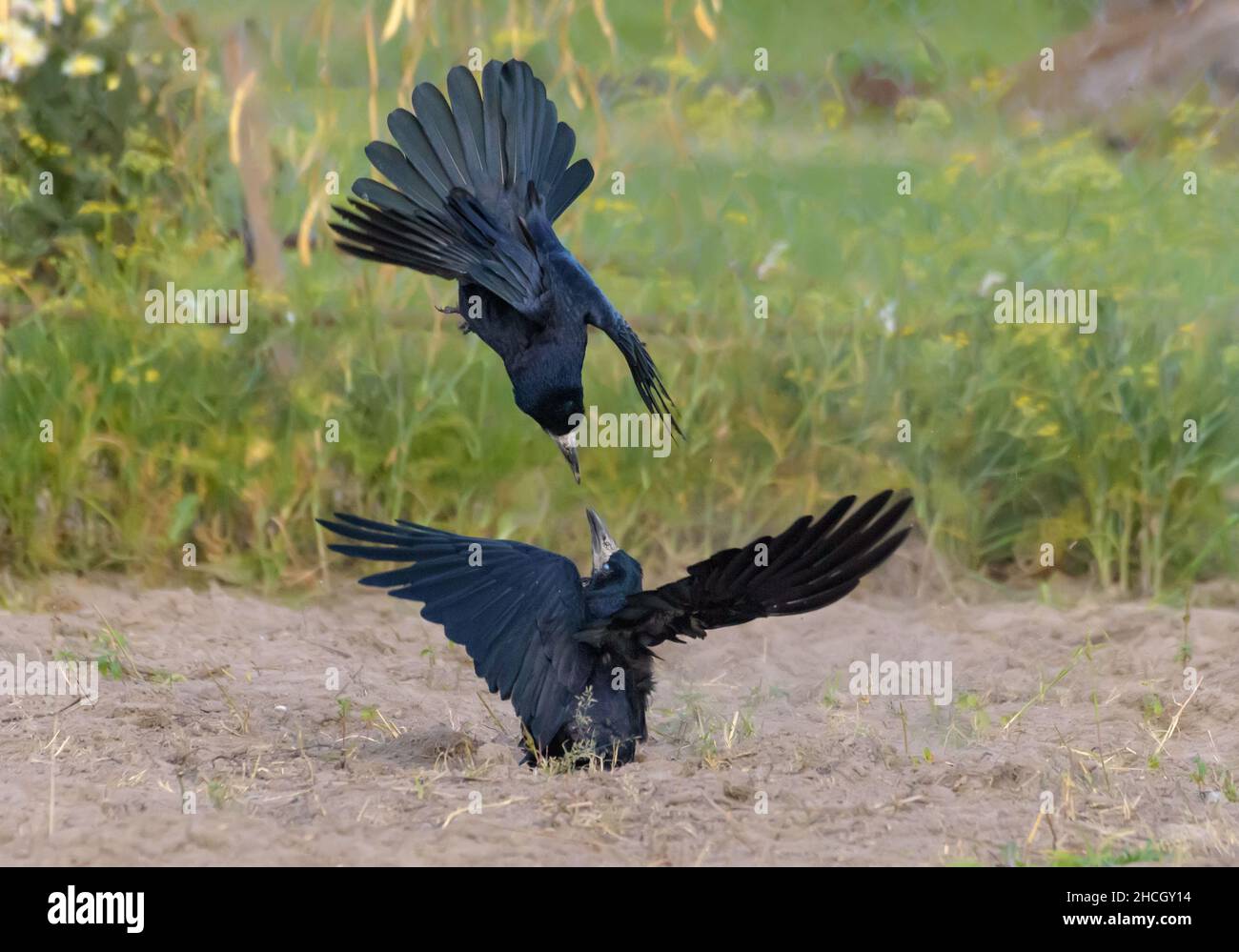 Rook (corvus frugilegus) kämpft im Herbst am Boden um Nahrung und Territorium Stockfoto