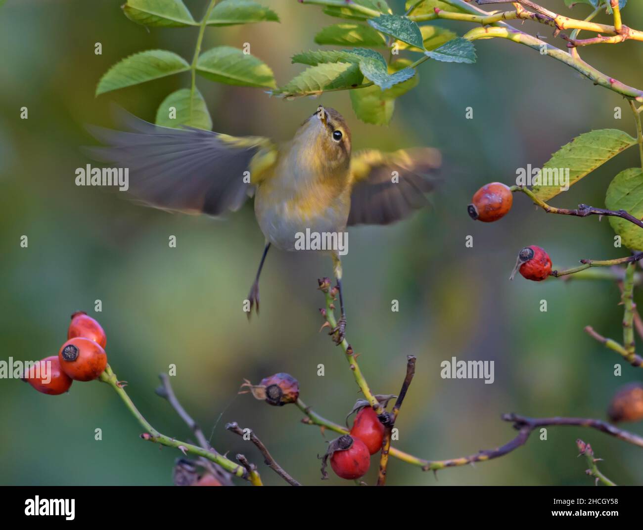 Die gewöhnliche Chiffchaff (Phylloscopus collybita) schwebt im Flug mit ausgebreiteten Flügeln auf der Suche nach Insektenfutter tief im dichten Rosenbusch Stockfoto