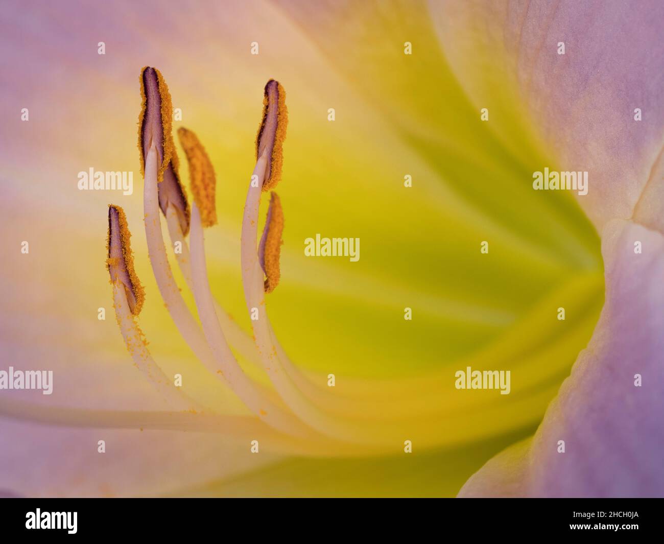Horizontales Foto des Details der langen Antheren einer gelben und violetten Blume Stockfoto