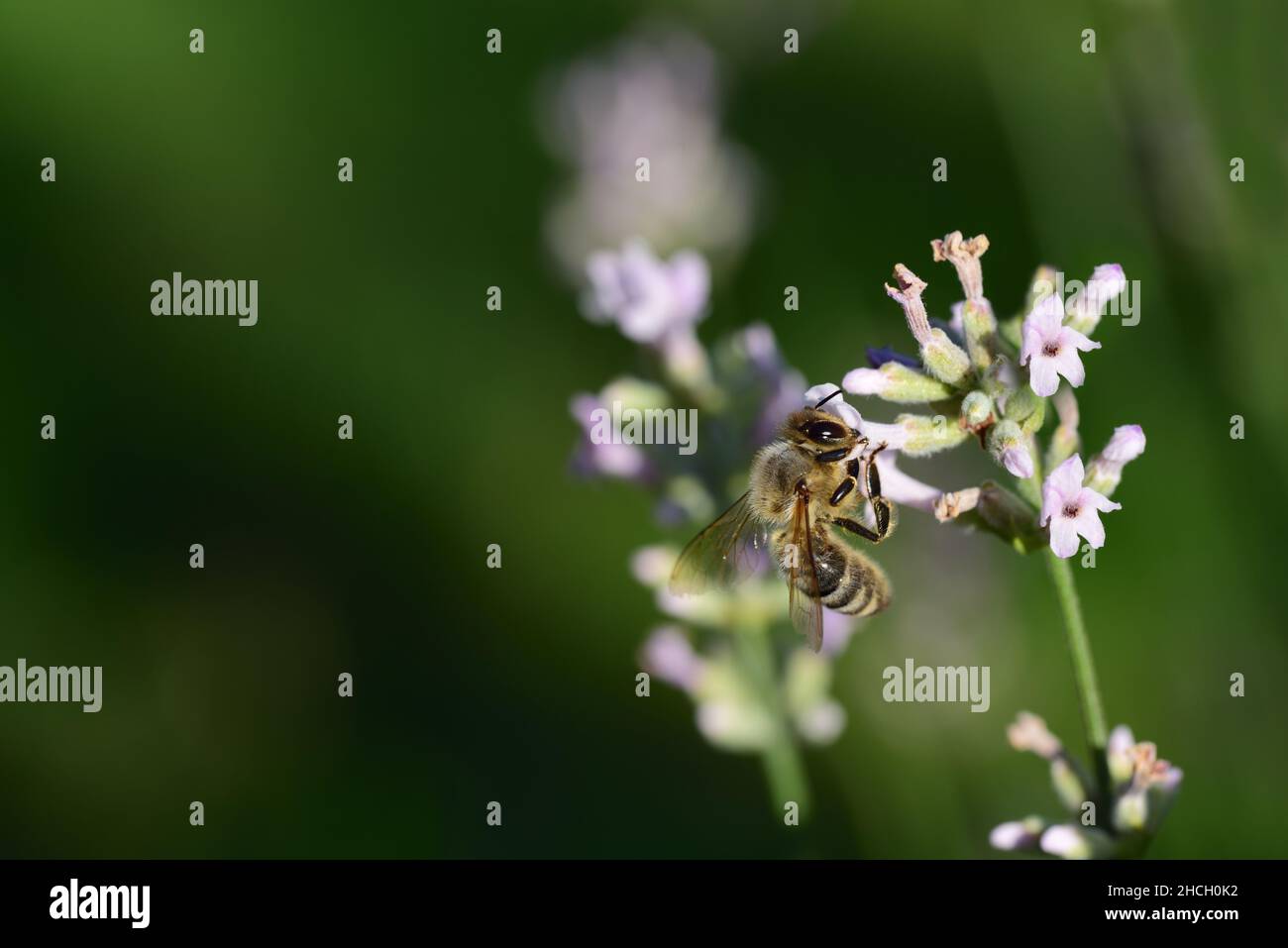 Nahaufnahme einer kleinen Honigbiene auf der Suche nach Nahrung auf einer Wildpflanze in Deutschland, im Freien vor grünem Hintergrund Stockfoto