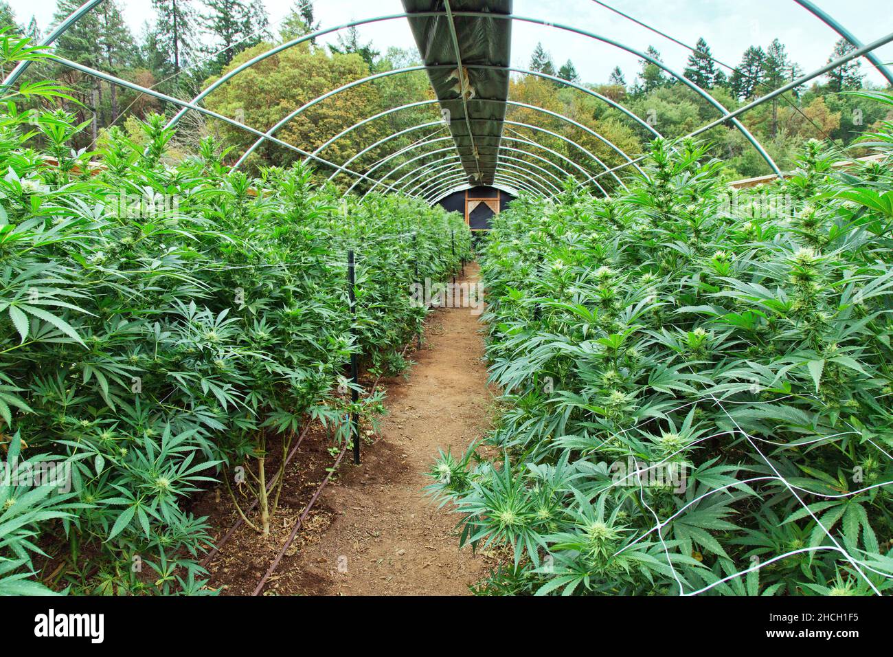 Cannabispflanzen, Blühphase, wächst im Gewächshaus mit freigeworfem Deckel, 'Cannabis sativa' . Stockfoto