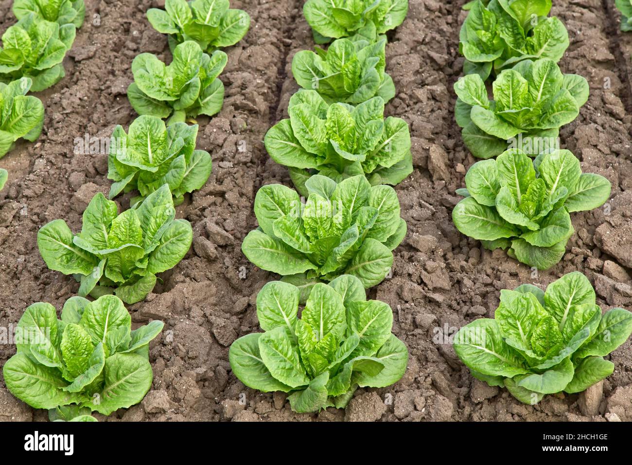 Junge Römersalat-Pflanzen, die auf dem Feld 'Lactuca sativa' wachsen. Stockfoto