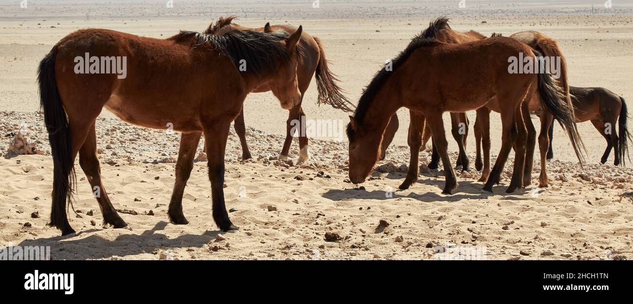 Herde von Wildpferden in der Namib Wüste bei aus, Garub, Namibia. Stockfoto