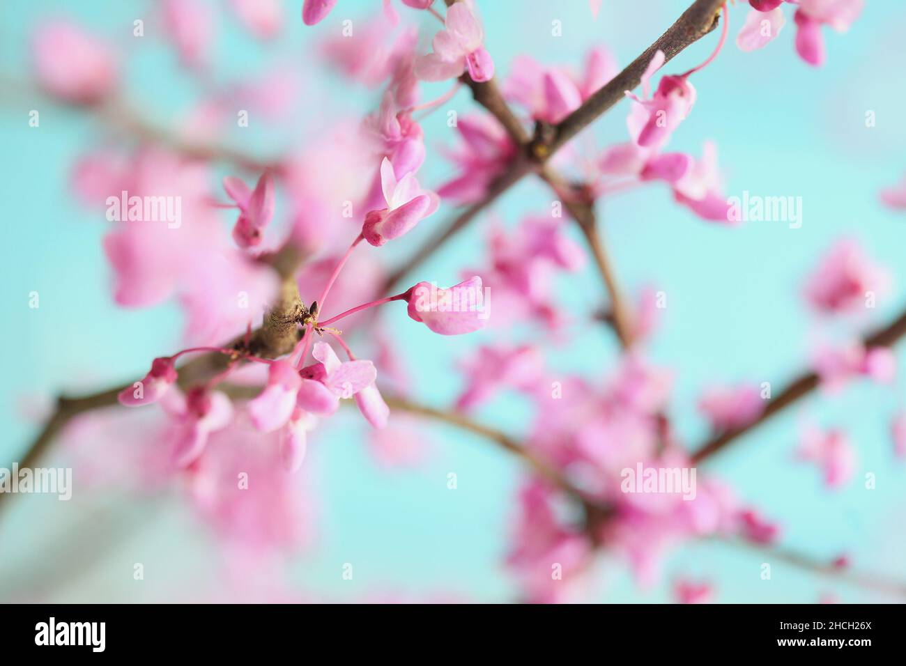 Abstract von Eastern Redbud Tree, Cercis Canadensis, heimisch im östlichen Nordamerika, hier in voller Blüte dargestellt. Unscharfer Hintergrund. Stockfoto