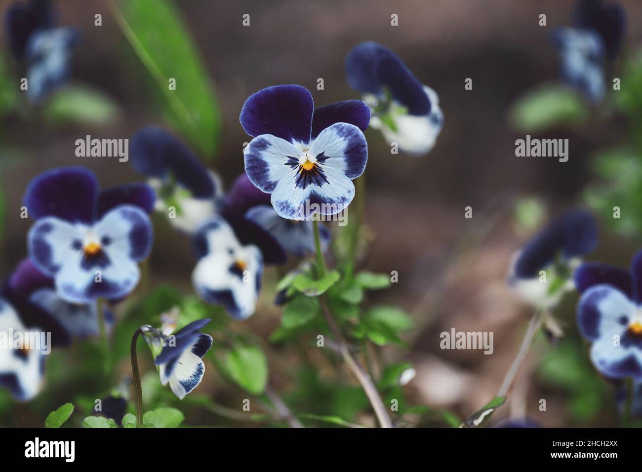 Dunkelblaue und graue Stiefmütterchen blüht im Garten, auch bekannt als Viola tricolor Sorte hortensis. Jährliche Pflanze im Frühling und Herbst. Unscharfer Hintergrund. Stockfoto